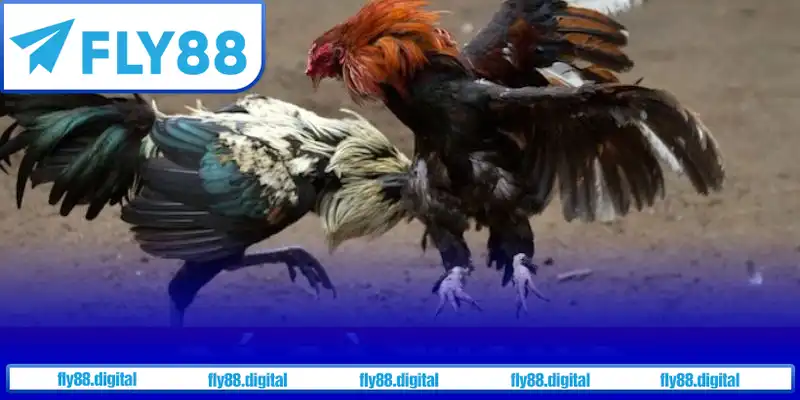 Tổng quan về đá gà Thomo