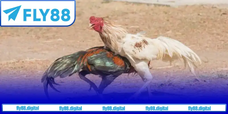 Luật chơi đá gà được đảm bảo công bằng, minh bạch tại các nhà cái uy tín.